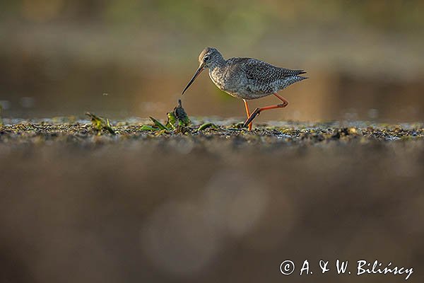 Brodziec śniady, Tringa erythropus