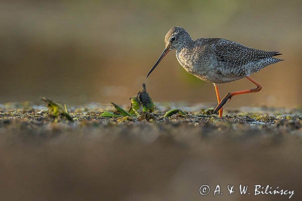 Brodziec śniady, Tringa erythropus