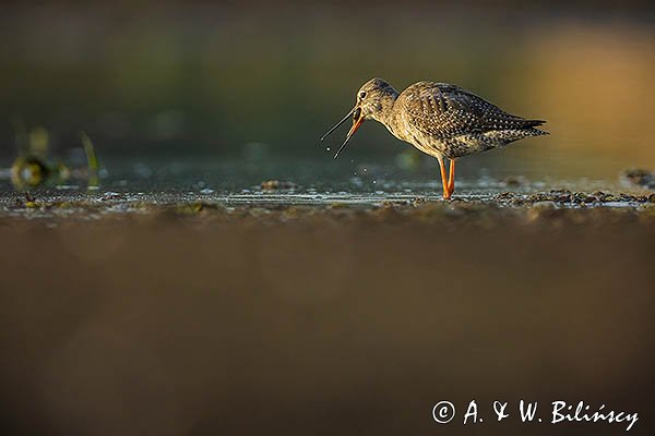 Brodziec śniady, Tringa erythropus