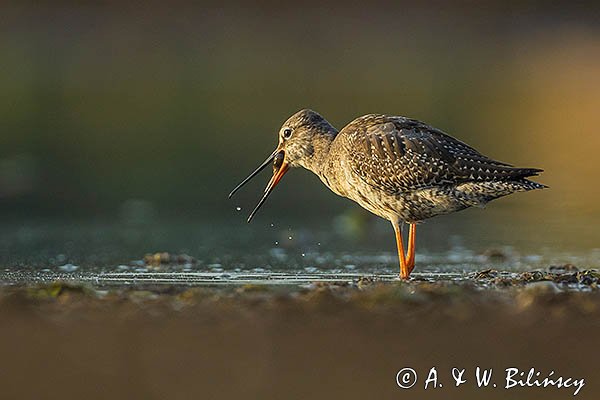 Brodziec śniady, Tringa erythropus