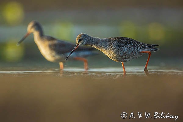 Brodziec śniady, Tringa erythropus