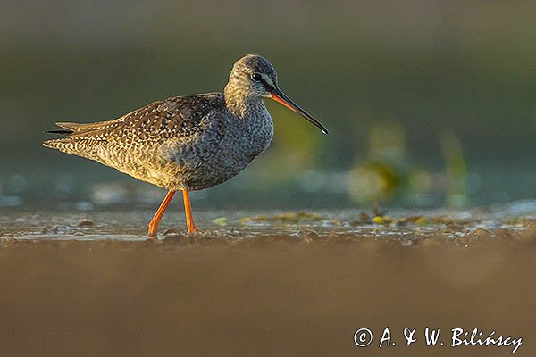 Brodziec śniady, Tringa erythropus