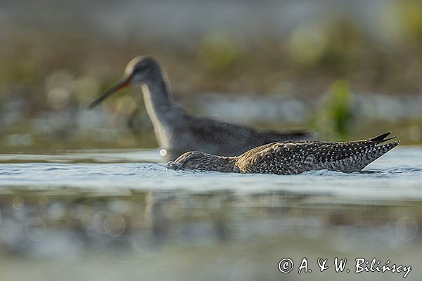Brodziec śniady, Tringa erythropus