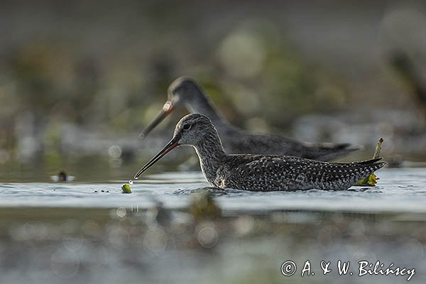 Brodziec śniady, Tringa erythropus