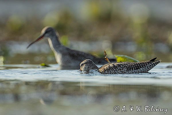 Brodziec śniady, Tringa erythropus