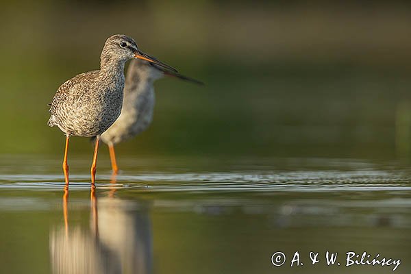 Brodziec śniady, Tringa erythropus