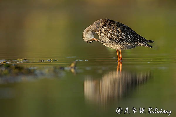 Brodziec śniady, Tringa erythropus