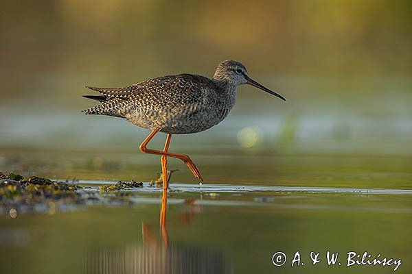 Brodziec śniady, Tringa erythropus