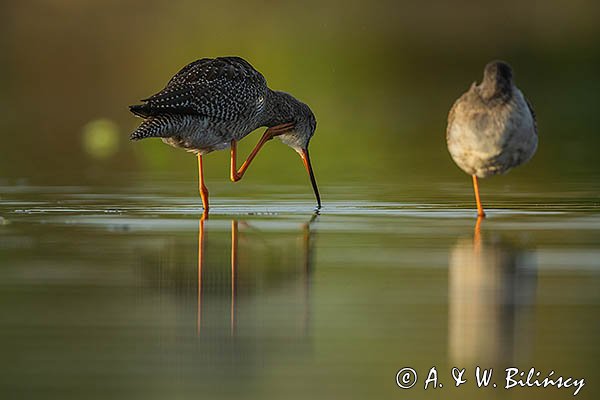 Brodziec śniady, Tringa erythropus