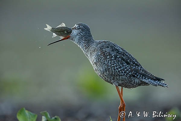 Brodziec śniady, Tringa erythropus, z rybą