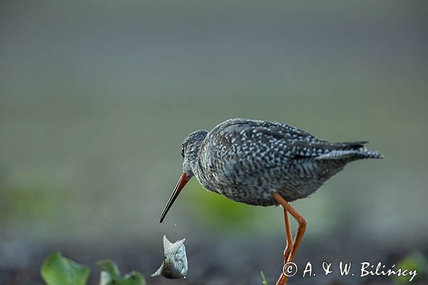 Brodziec śniady, Tringa erythropus, z rybą