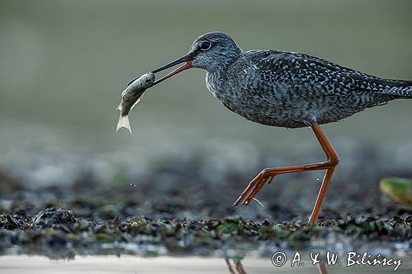 Brodziec śniady, Tringa erythropus, z rybą