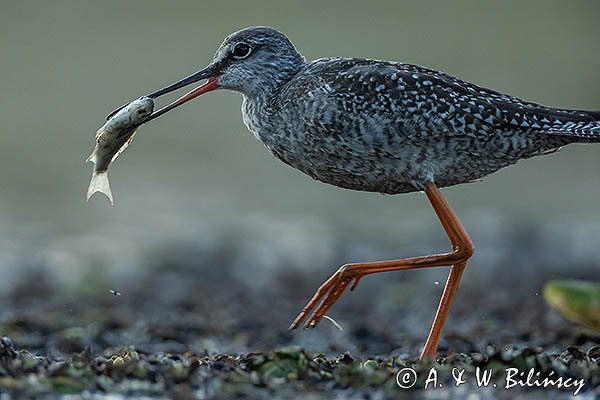 Brodziec śniady, Tringa erythropus, z rybą