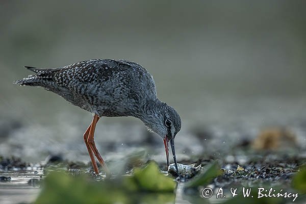 Brodziec śniady, Tringa erythropus, z rybą