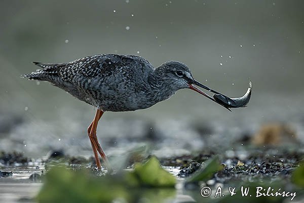 Brodziec śniady, Tringa erythropus, z rybą