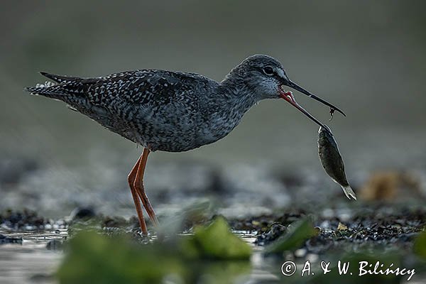 Brodziec śniady, Tringa erythropus, z rybą
