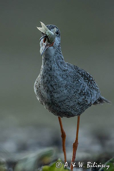 Brodziec śniady, Tringa erythropus, z rybą