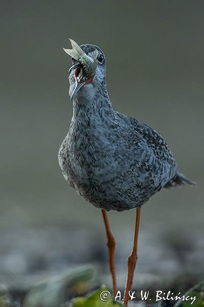 Brodziec śniady, Tringa erythropus, z rybą