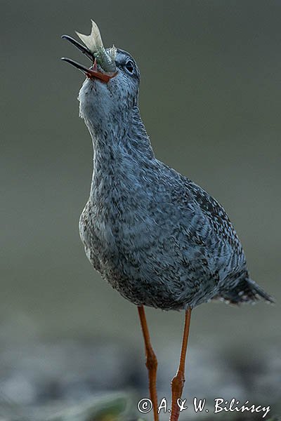 Brodziec śniady, Tringa erythropus, z rybą