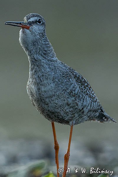 Brodziec śniady, Tringa erythropus, z rybą