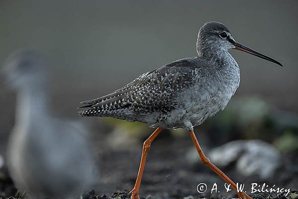 Brodziec śniady, Tringa erythropus