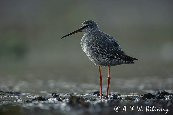 Brodziec śniady, Tringa erythropus