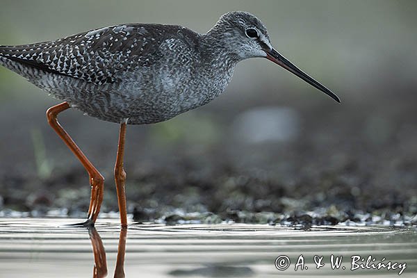 Brodziec śniady, Tringa erythropus