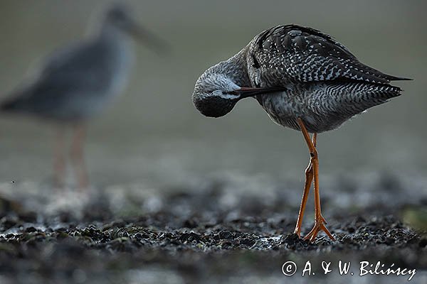 Brodziec śniady, Tringa erythropus