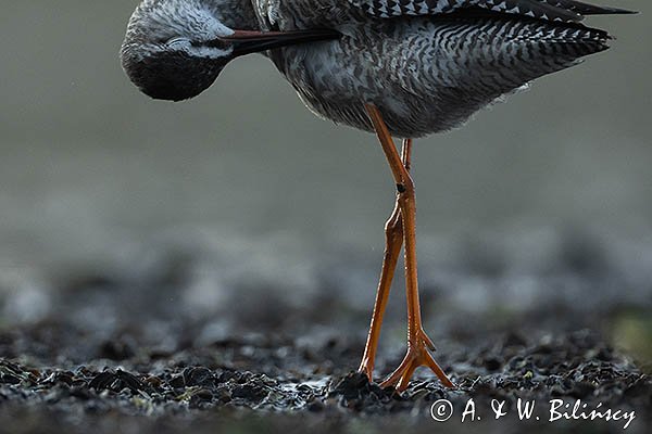 Brodziec śniady, Tringa erythropus