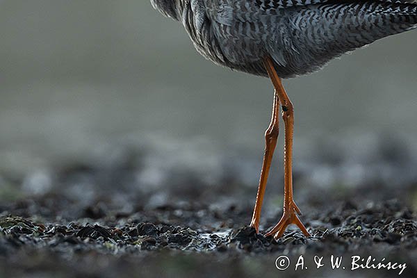 Brodziec śniady, Tringa erythropus