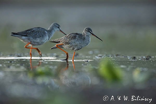 Brodziec śniady, Tringa erythropus