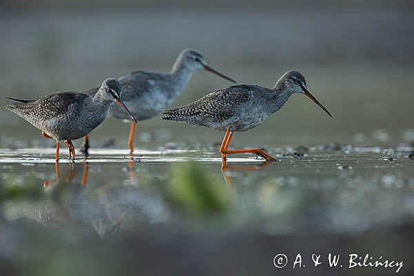 Brodziec śniady, Tringa erythropus