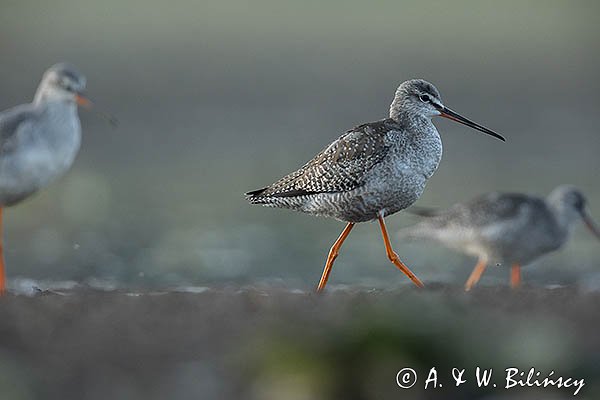 Brodziec śniady, Tringa erythropus