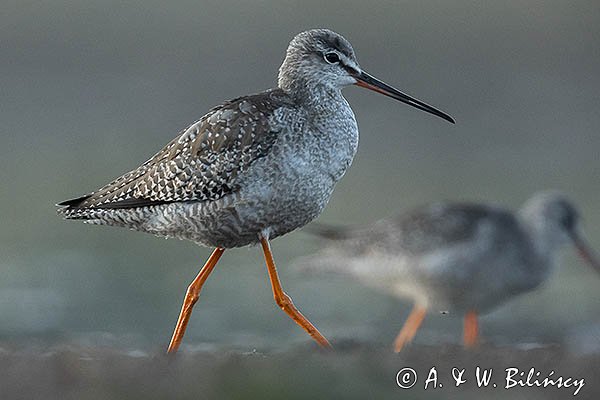 Brodziec śniady, Tringa erythropus