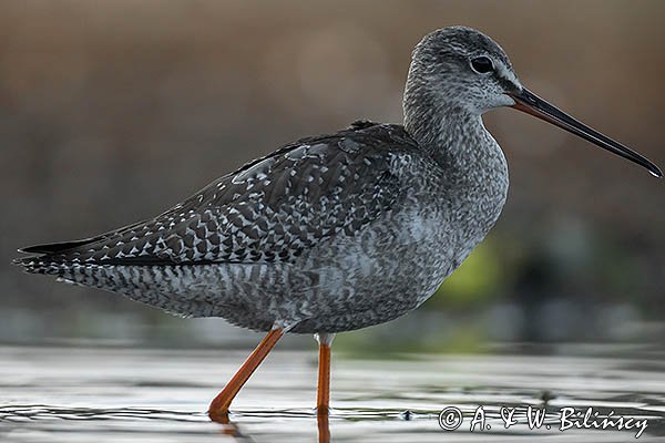 Brodziec śniady, Tringa erythropus