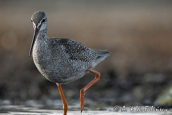 Brodziec śniady, Tringa erythropus