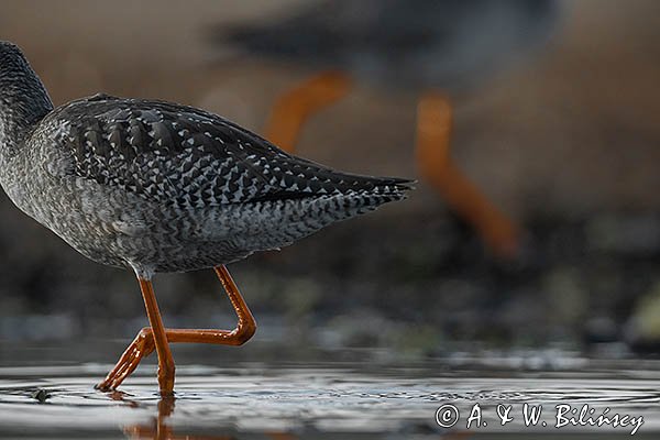 Brodziec śniady, Tringa erythropus