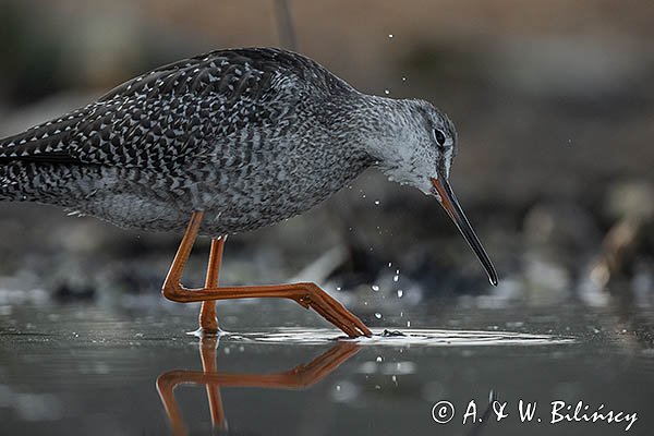Brodziec śniady, Tringa erythropus
