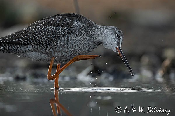 Brodziec śniady, Tringa erythropus