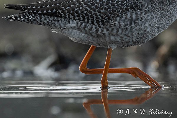Brodziec śniady, Tringa erythropus
