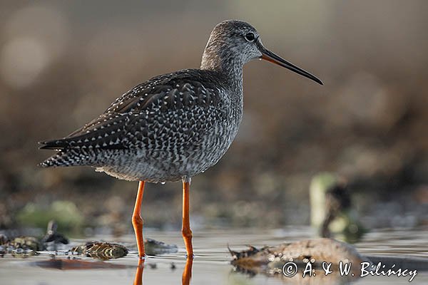 Brodziec śniady, Tringa erythropus
