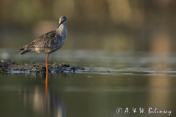 Brodziec śniady, Tringa erythropus