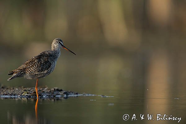 Brodziec śniady, Tringa erythropus