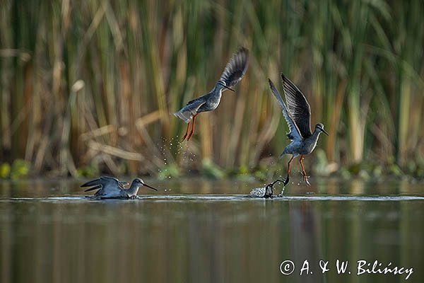 Brodziec śniady, Tringa erythropus