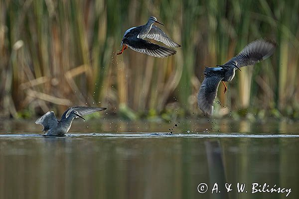 Brodziec śniady, Tringa erythropus