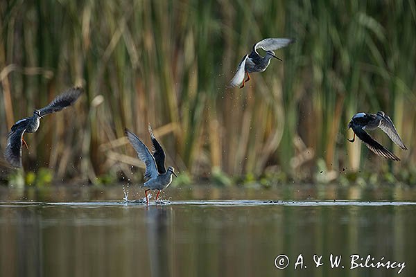 Brodziec śniady, Tringa erythropus