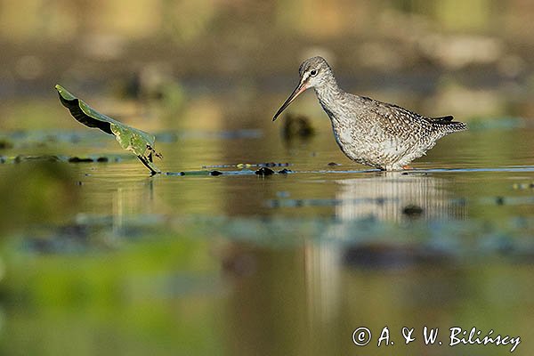 Brodziec śniady, Tringa erythropus