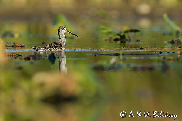 Brodziec śniady, Tringa erythropus