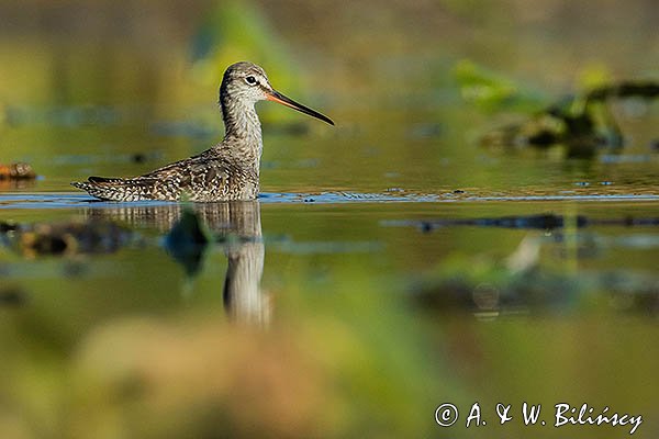 Brodziec śniady, Tringa erythropus