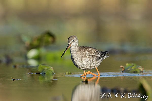 Brodziec śniady, Tringa erythropus